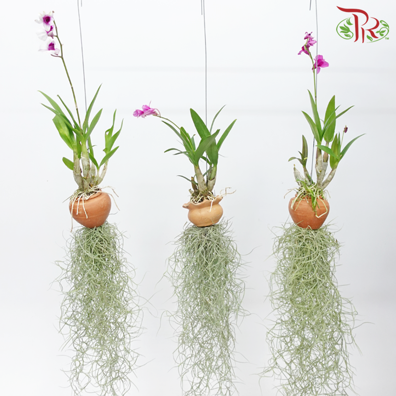 Tillandsia (Air Plant) with Dendrobium Orchid《空气凤梨》 (Random Choice)