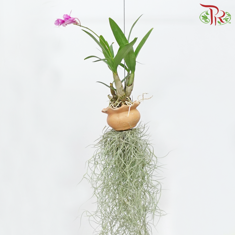 Tillandsia (Air Plant) with Dendrobium Orchid《空气凤梨》 (Random Choice)