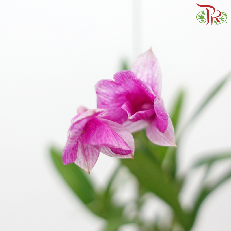 Tillandsia (Air Plant) with Dendrobium Orchid《空气凤梨》 (Random Choice)