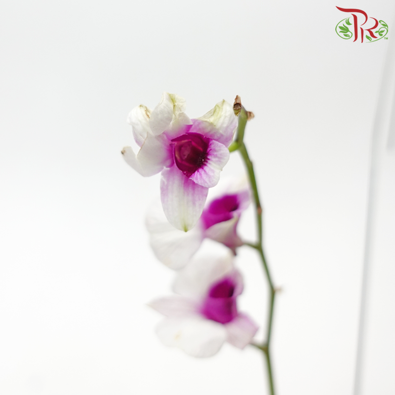 Tillandsia (Air Plant) with Dendrobium Orchid《空气凤梨》 (Random Choice)