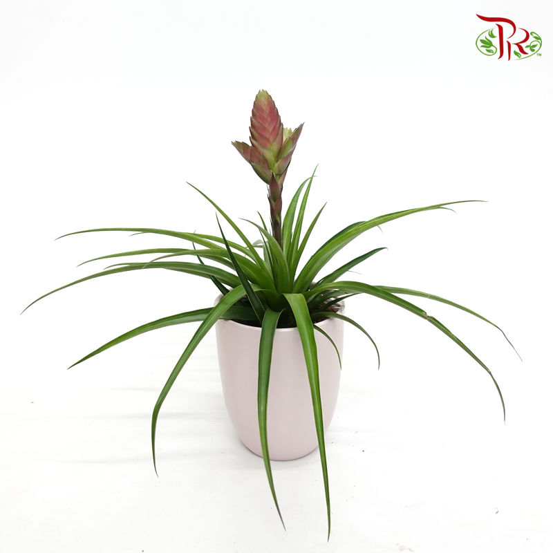 Tillandsia Amira 《空气凤梨》-Pudu Ria Florist-prflorist.com.my