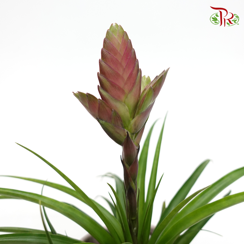 Tillandsia Amira 《空气凤梨》-Pudu Ria Florist-prflorist.com.my