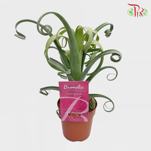 Tillandsia Curly Slim《克利史林母空氣鳳梨》- WITHOUT MEDIUM-Pudu Ria Florist-prflorist.com.my