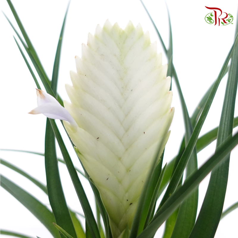 Tillandsia Cyanea Biancini《紫花凤梨》