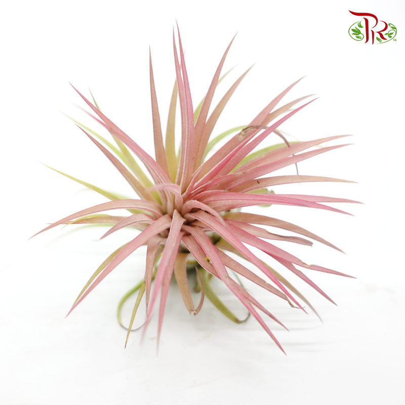 Tillandsia Lonantha 《小精灵空气凤梨》-Pudu Ria Florist-prflorist.com.my