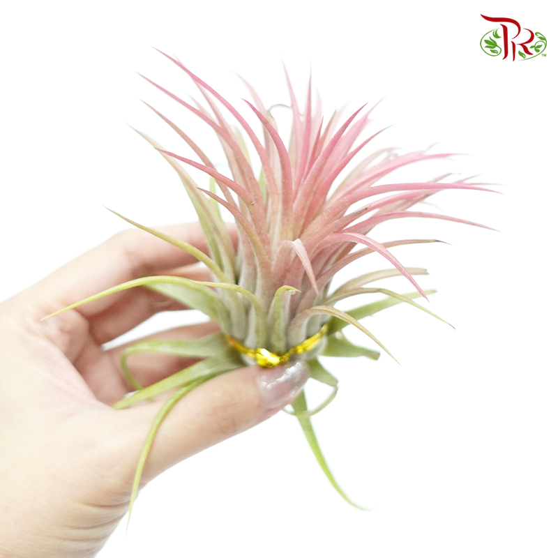 Tillandsia Lonantha 《小精灵空气凤梨》-Pudu Ria Florist-prflorist.com.my