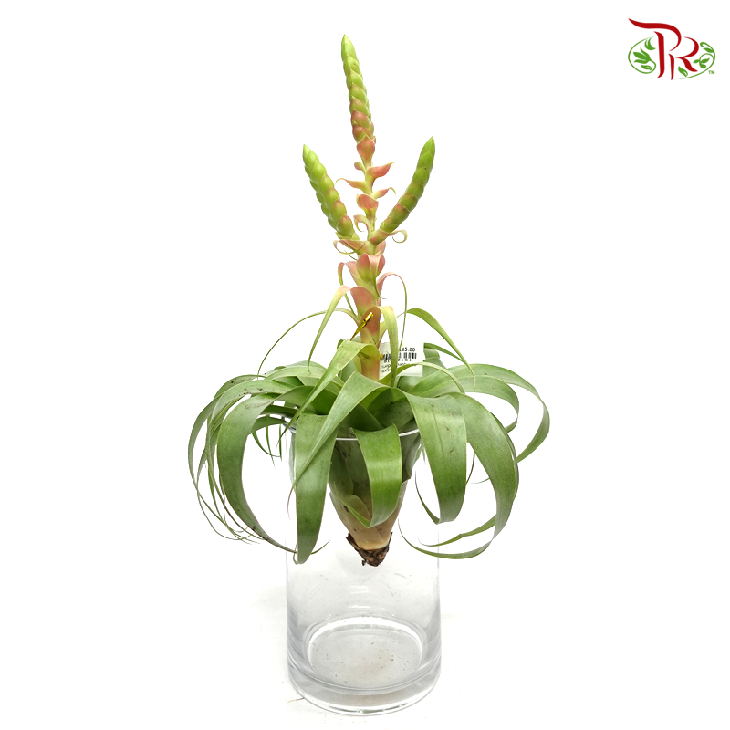 Tillandsia Samantha 《三萬三空气凤梨》(without vase)-Pudu Ria Florist-prflorist.com.my