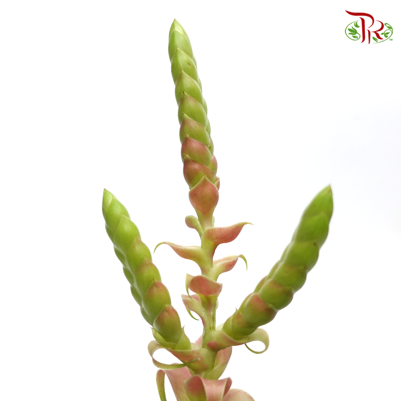 Tillandsia Samantha 《三萬三空气凤梨》(without vase)-Pudu Ria Florist-prflorist.com.my