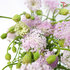Trachymene Coerulea - Lilac (Per Bunch)-Lilac-China-prflorist.com.my