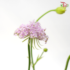 Trachymene Coerulea - Lilac (Per Bunch)-Lilac-China-prflorist.com.my