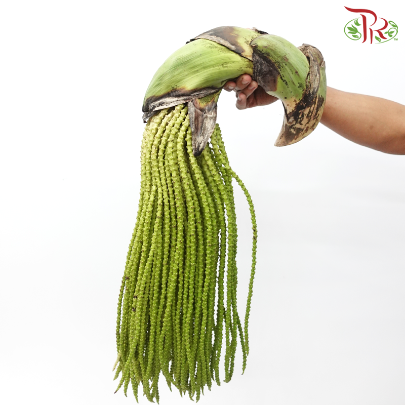 Triangle Fruit (Caryota Palm) (Per Stem)-Malaysia-prflorist.com.my