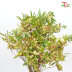 Triangular Prism (Green/Dark Pink) - (Per Bunch)-Green/ Dark Pink-China-prflorist.com.my