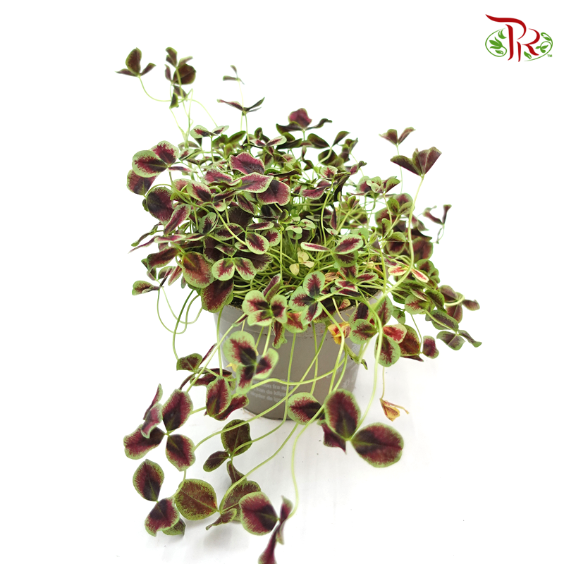 Trifolium Repens Estelle 《三葉草》-Pudu Ria Florist-prflorist.com.my
