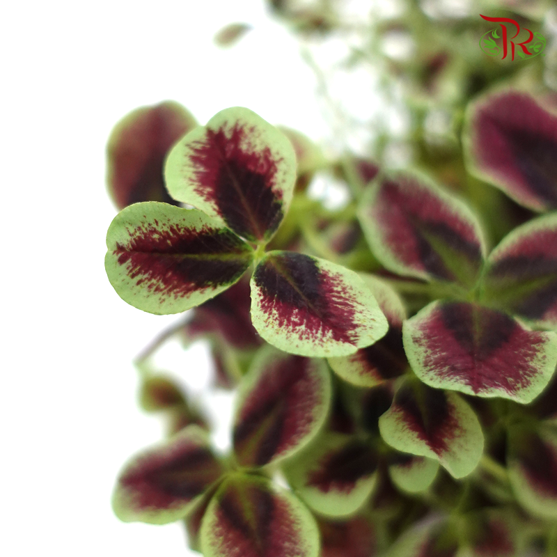 Trifolium Repens Estelle 《三葉草》-Pudu Ria Florist-prflorist.com.my