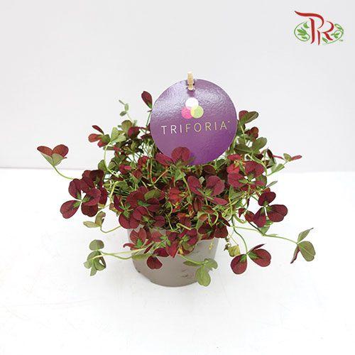 Trifolium Spp Debbie 《三葉草》-Pudu Ria Florist-prflorist.com.my