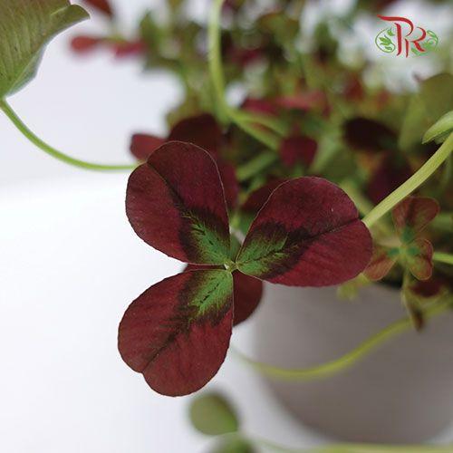 Trifolium Spp Debbie 《三葉草》-Pudu Ria Florist-prflorist.com.my