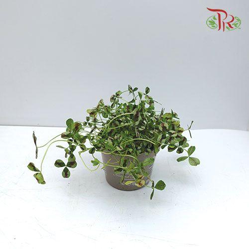 Trifolium Spp Phantaphyllum《三葉草》-Pudu Ria Florist-prflorist.com.my