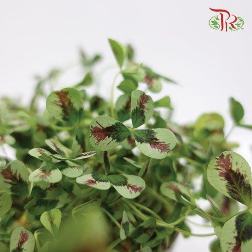 Trifolium Spp Phantaphyllum《三葉草》-Pudu Ria Florist-prflorist.com.my