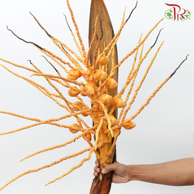 Tropical Branch (Per Stem)-Malaysia-prflorist.com.my