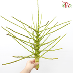 Tropical Branch (Per Stem)-Malaysia-prflorist.com.my