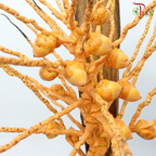 Tropical Branch (Per Stem)-Malaysia-prflorist.com.my
