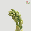 Tuberose - (Sundal Malam)-Green-China-prflorist.com.my
