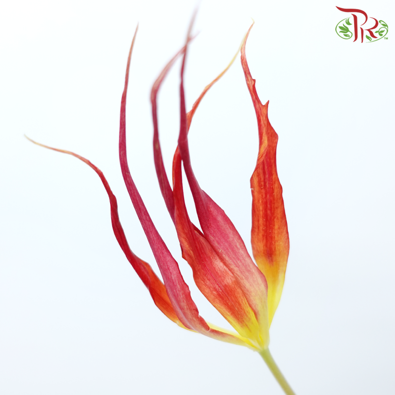 Tulip Acuminata (Horned Tulip) (5 Stems)-Netherland-prflorist.com.my