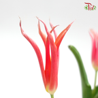 Tulip- Bikkel (5 Stems / 10 Stems)-Netherland-prflorist.com.my