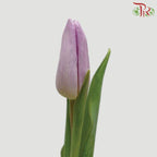 Tulip - Candy Prince (5 Stems / 10 Stems)-Netherland-prflorist.com.my