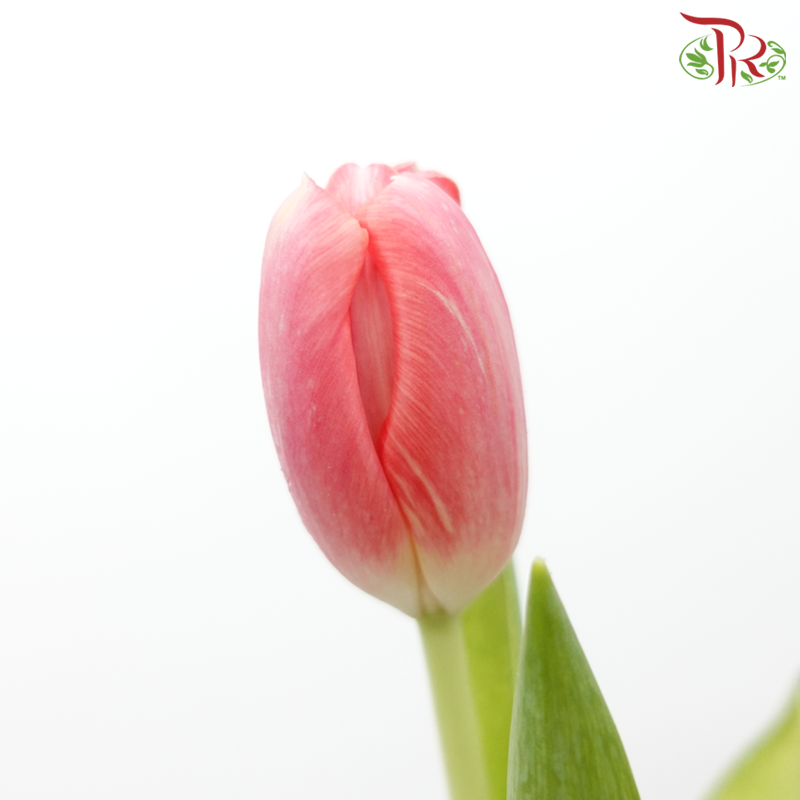 Tulip - Carola (5 Stems / 10 Stems)-Netherland-prflorist.com.my