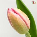 Tulip - Carola (5 Stems / 10 Stems)-Netherland-prflorist.com.my