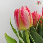 Tulip - Double Flash Point (5 Stems / 10 Stems)-Netherland-prflorist.com.my
