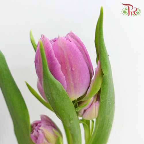 Tulip - Double Katinka (5 Stems / 10 Stems)-Netherland-prflorist.com.my