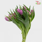 Tulip - Double Kosada (5 Stems / 10 Stems)-Netherland-prflorist.com.my