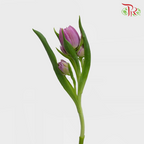 Tulip - Double Kosada (5 Stems / 10 Stems)-Netherland-prflorist.com.my