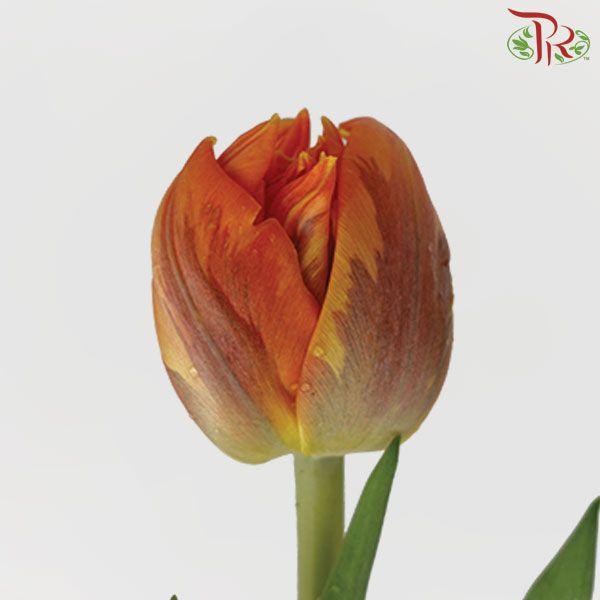 Tulip - Double Orange Princess (5 Stems / 10 Stems)-Netherland-prflorist.com.my