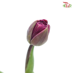 Tulip - Double Petals Dark Purple (5 Stems / 10 Stems)-Netherland-prflorist.com.my