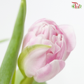 Tulip Double Petals- Voque (5 Stems / 10 Stems)-Netherland-prflorist.com.my