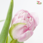 Tulip Double Petals- Voque (5 Stems / 10 Stems)-Netherland-prflorist.com.my