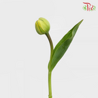 Tulip - Double Yellow Pompone (5 Stems / 10 Stems)-Netherland-prflorist.com.my