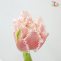 Tulip - Frilled Queensland (5 Stems / 10 Stems)-Netherland-prflorist.com.my