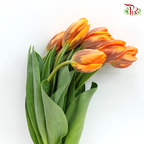 Tulip -Hermitage (5 Stems / 10 Stems)-Netherland-prflorist.com.my