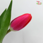Tulip - Kung Fu (5 Stems / 10 Stems)-Netherland-prflorist.com.my