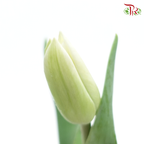 Tulip - Light Green (5 Stems / 10 Stems)-Netherland-prflorist.com.my