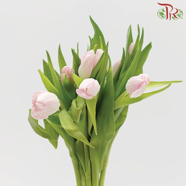 Tulip - Light Pink (5 Stems / 10 Stems)-Netherland-prflorist.com.my