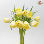 Tulip - Light Yellow (5 Stems / 10 Stems)-China-prflorist.com.my