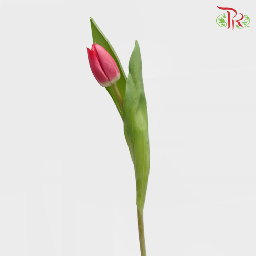 Tulip - Milkshake (5 Stems / 10 Stems)-Netherland-prflorist.com.my