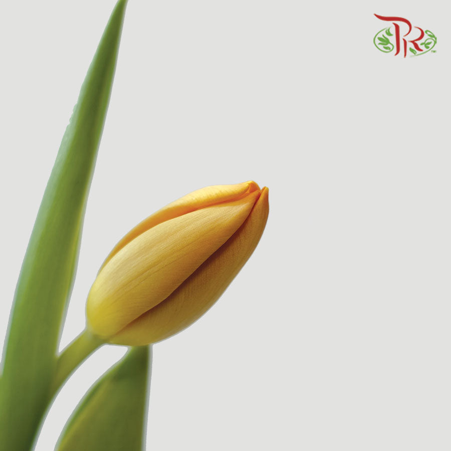 Tulip - Morgana (5 Stems / 10 Stems)-Netherland-prflorist.com.my