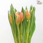 Tulip - Orange With Inner Red (5 Stems / 10 Stems)-China-prflorist.com.my