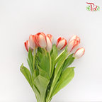 Tulip - Orange With White (5 Stems / 10 Stems)-Netherland-prflorist.com.my